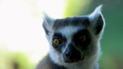 Close Up Portrait of a Ring-Tailed Lemur Looking at Camera © blueringmedia