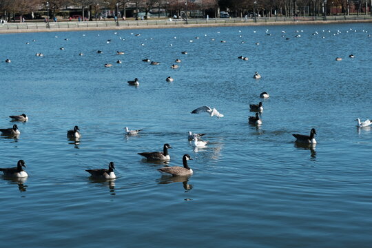 A flock of ducks, geese birds floating on a pond in new york city