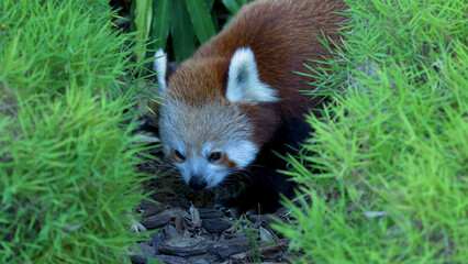 Obraz premium Red Panda Walking Through Lush Green Bamboo Foliage at Australia Zoo