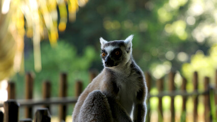 Ring-Tailed Lemur Sitting on a Wooden Fence in Australia © blueringmedia