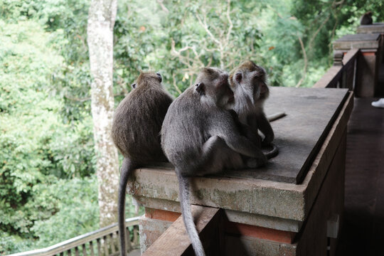 Three long-tailed macaques sit together grooming on a stone ledge above the forest canopy in Ubud, Bali.