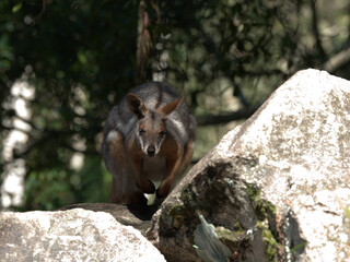 Swamp Wallaby Standing on Large Rocks in a Sunny Forest © blueringmedia