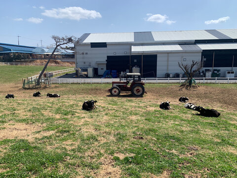 Holstein cows resting on a grassy pasture in front of a modern dairy barn and a parked tractor in Boryeong, South Korea