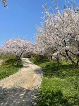 A dirt path forks across a green grassy slope lined with cherry trees in full bloom under a bright blue sky in Tangjin, South Korea.