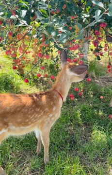 A cute pair of little deer munching of mini apples in an apple orchard.