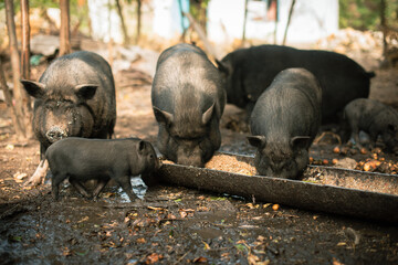 Group of domestic black pigs feeding together with piglet outdoors at organic livestock farm © cenchild