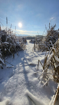 Winter landscape by the lake with phragmites and trees background. ice on the river, Common reed. on the river bank. behind a group of reeds by the lake in winter. Frozen, on a cold winter day. focus