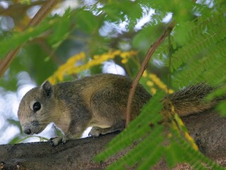 variegated squirrel © RACHAN