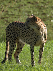 Alert Cheetah Standing in a Lush Green Grass Field © blueringmedia