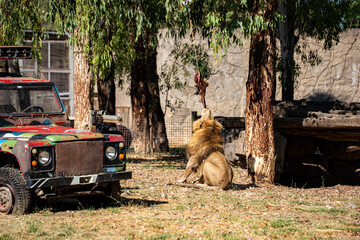 Male lion feeding beside an old safari vehicle. © Erman Gunes