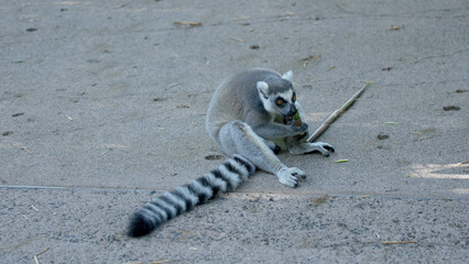 Ring-Tailed Lemur Sitting on the Ground and Chewing a Stick © blueringmedia