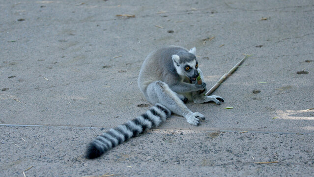 Ring-Tailed Lemur Sitting on the Ground and Chewing a Stick