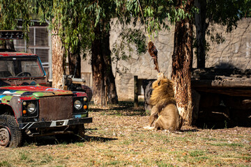 Male lion feeding at Izmir Zoo beside an old safari vehicle. © Erman Gunes