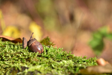 the acorn lies on the green moss of the autumn forest. juicy green moss and acorn, spring in the forest, bright natural background. acorn in an oak park, close-up, seasonal, place for text © Oleksandr Filatov
