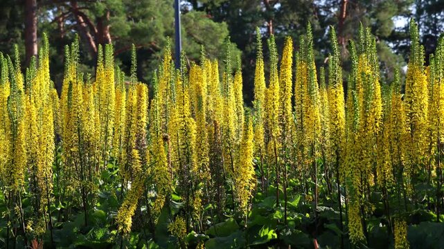 Narrow-Headed Ligularia Swaying Gracefully in the Wind