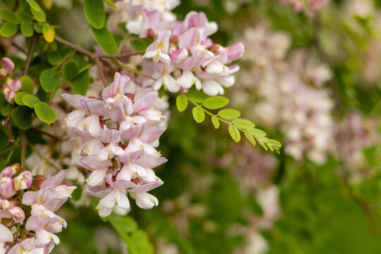 Delicate pink and white flowers of flowering robinia, or false acacia, blooming among fresh green leaves with selective focus and soft natural bokeh creating a spring floral background with copy space
