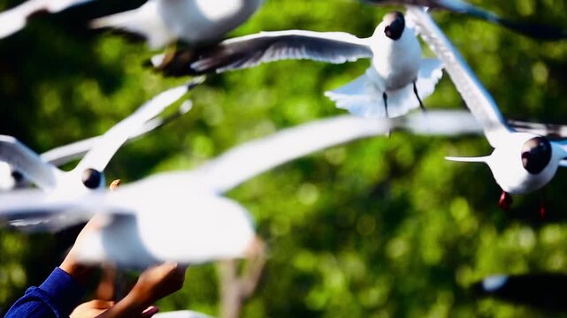 A person hands food to a flock of seagulls flying around in the sunny park. The white birds hover and grab food in midair against a blurred green forest background during a bright day.