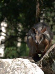 Yellow-Footed Rock Wallaby Standing on Boulders in Australian Bushland © blueringmedia