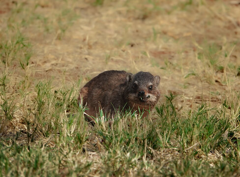 Cape rock hyrax standing in the grass in Namibia