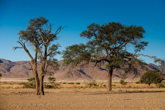 Arid Namibian landscape with trees and rugged mountains