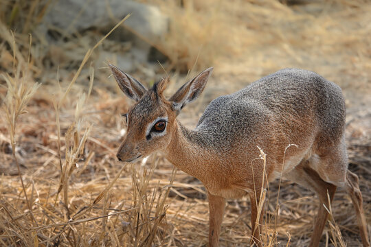 Damara dik-dik antelope in the dry Namibian savanna