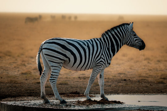 Zebra drinking at a waterhole in the Namibian savanna