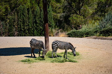 Two zebras feeding inside a zoo enclosure. © Erman Gunes
