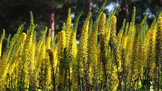 Narrow-Headed Ligularia Swaying Gracefully in the Wind. Slow-motion shooting