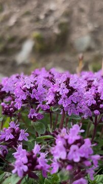 Purple flowers of wild mountain thyme blooming on a rocky slope. Breckland thyme, a medicinal and culinary herb, growing in its natural habitat