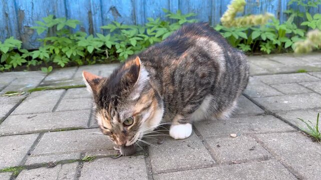 Calico cat eating caught mouse on paved yard path, domestic pet hunting, outdoor animal behavior, rural lifestyle scene.