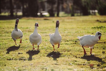 Geese walking on green grass communicating outdoors © Víctor Ortega