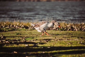 Goose walking along lake shore foraging for food © Víctor Ortega