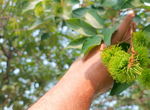 hand holding a tree`Green unripe rambutan fruit on tree being picked by hand`