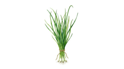 Obraz premium Fresh green chives bunch tied with twine isolated on white background green herbs herb bundle culinary herbs cooking ingredients organic food green onion