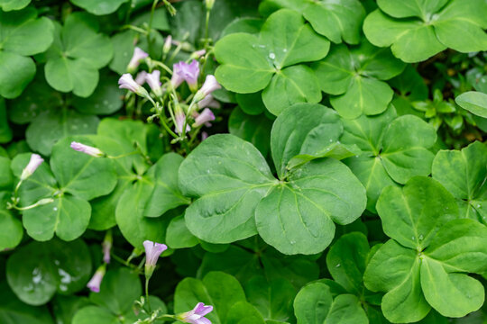 Oxalis debilis, the large-flowered pink-sorrel or pink woodsorrel, is a perennial plant and herb in the family Oxalidaceae. Jinjiang District, Chengdu City, Sichuan Province, China	