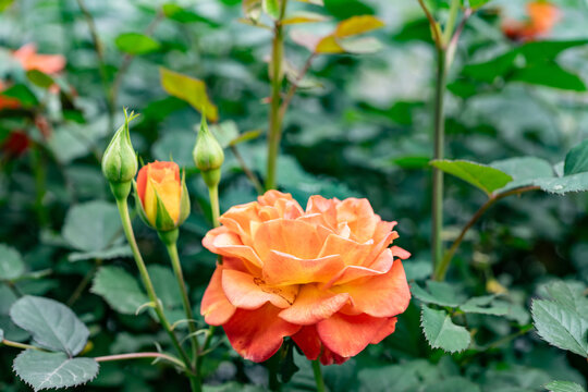 A rose is either a woody perennial flowering plant of the genus Rosa, in the family Rosaceae, or the flower it bears.  Jinjiang District, Chengdu City, Sichuan Province, China