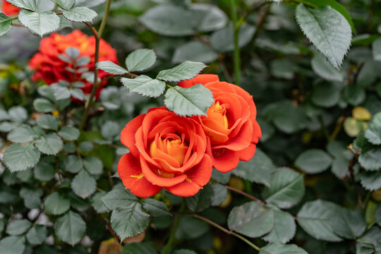 A rose is either a woody perennial flowering plant of the genus Rosa, in the family Rosaceae, or the flower it bears.  Jinjiang District, Chengdu City, Sichuan Province, China