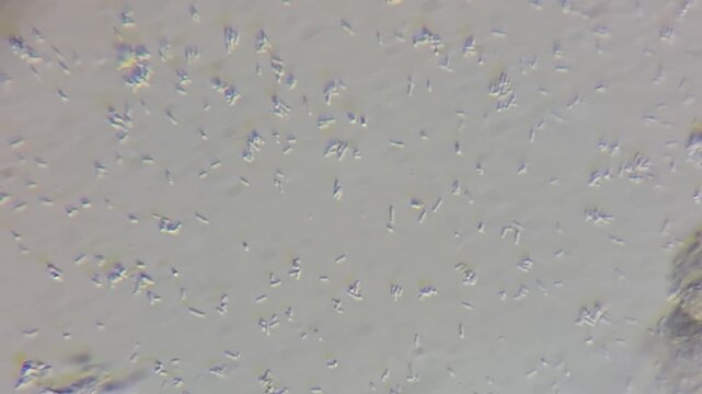 Lactobacillus acidophilus bacteria movement under light microscope 4k