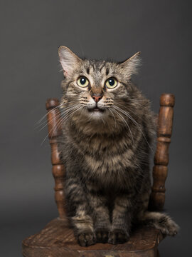 Long Haired Tabby Cat Sitting on a Rustic Wooden Chair Against Gray Background