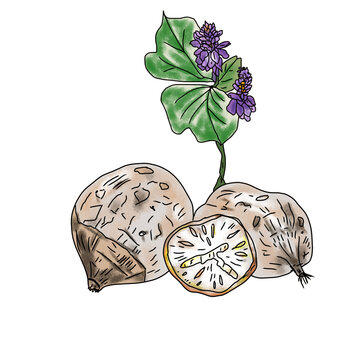 Pueraria mirifica root tuber and purple flower hand drawn watercolor botanical illustration PNG transparent background