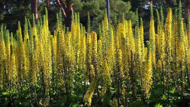 Narrow-Headed Ligularia Swaying Gracefully in the Wind. Slow-motion shooting