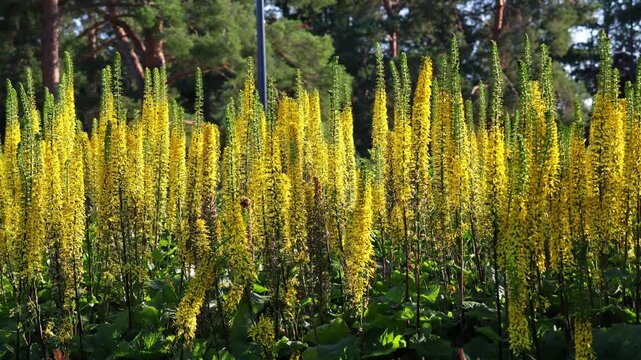 Narrow-Headed Ligularia Swaying Gracefully in the Wind. Slow-motion shooting