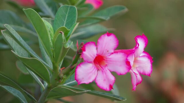 Pink Adenium desert rose flowers swaying in the wind close up.