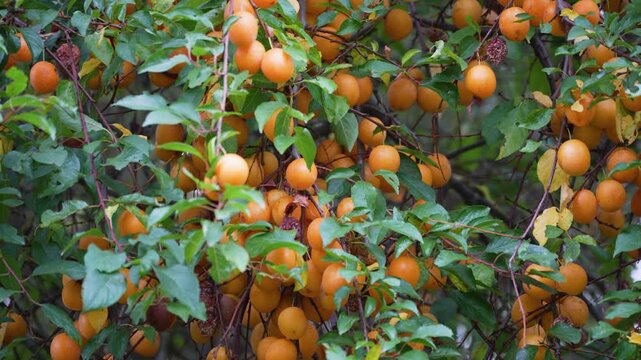 Camera panning across a tree full of orange cherry plums