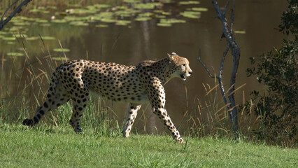 Cheetah Walking Along a Grassy Bank Beside a Pond © blueringmedia