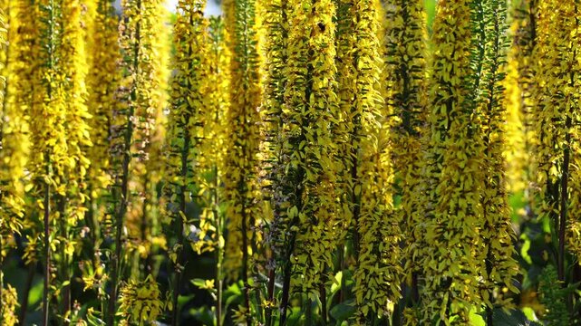 Narrow-Headed Ligularia Swaying Gracefully in the Wind. Slow-motion shooting