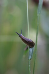 A close-up of a brown slug slowly climbing up a green blade of grass in a natural outdoor setting. The background is a soft blur of green and white, suggesting a garden or wild meadow © Mateusz