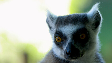 Close Up Portrait of a Ring-Tailed Lemur with Orange Eyes © blueringmedia