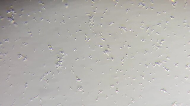 Lactobacillus acidophilus bacteria movement under light microscope 4k