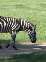 Fototapeta premium Plains Zebra Walking Across a Dirt Path in a Sunny Field
